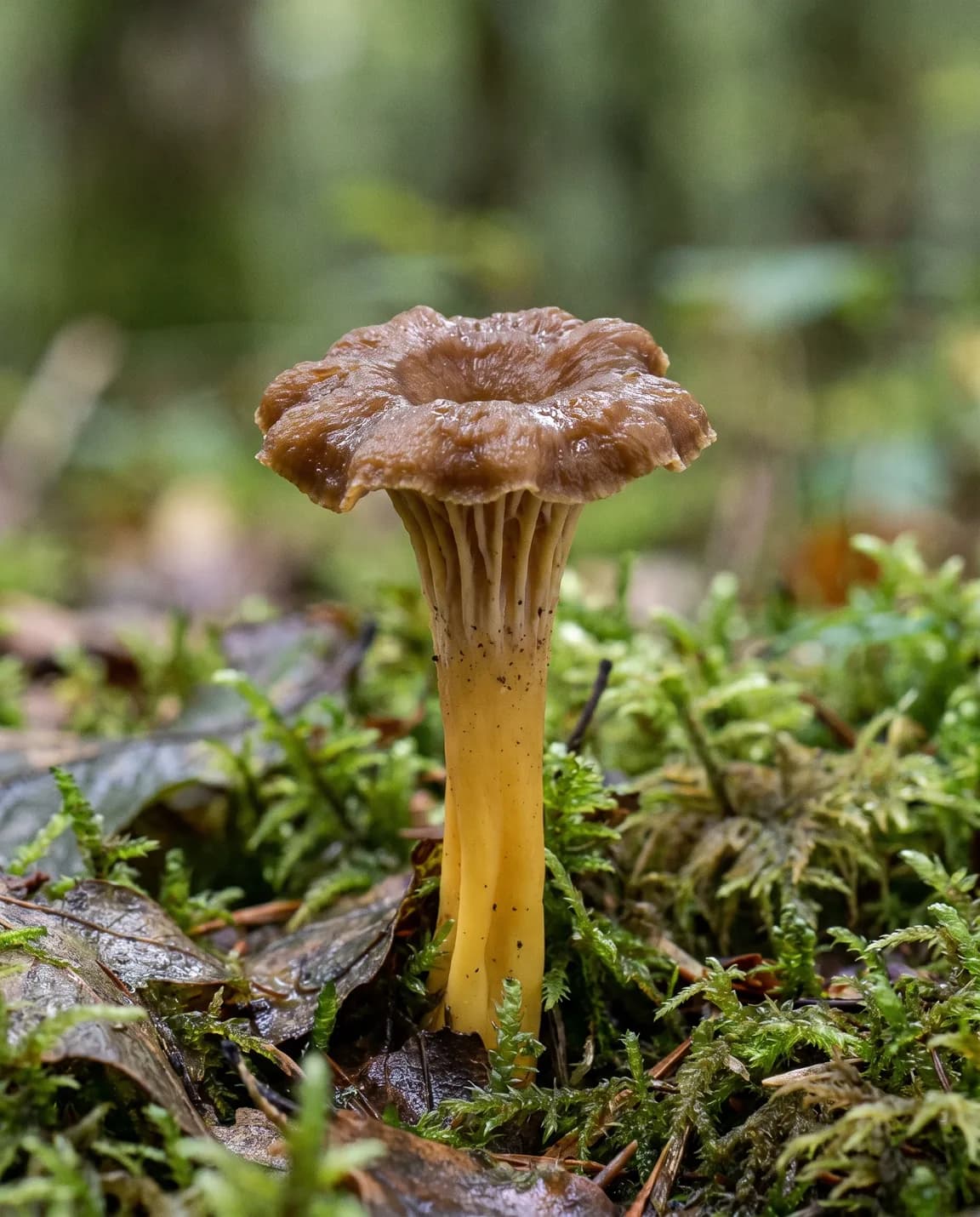 Chanterelle en tube