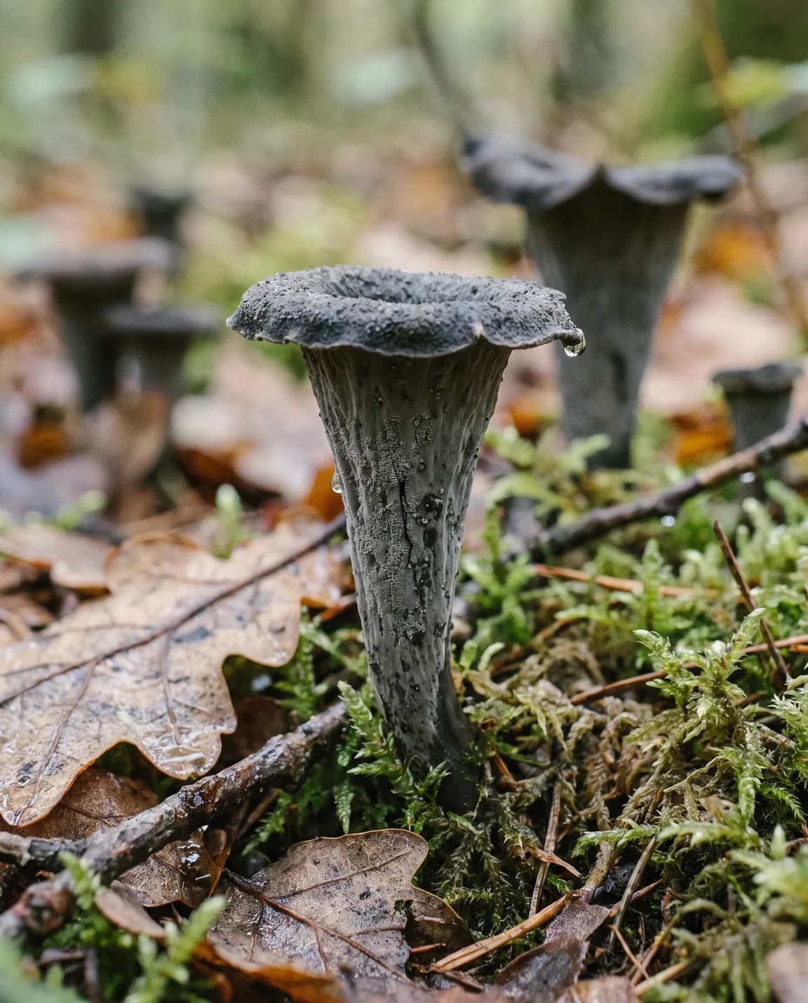 Trompette de la mort
